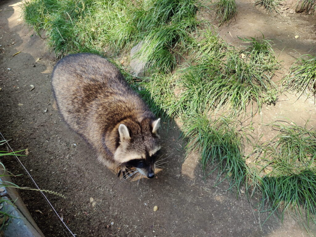 Ein dicker Waschbär läuft im Gehege entlang