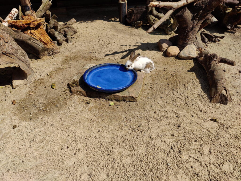 Ein weißes fluffiges Häschen trinkt aus einer großen blauen Trinkschale