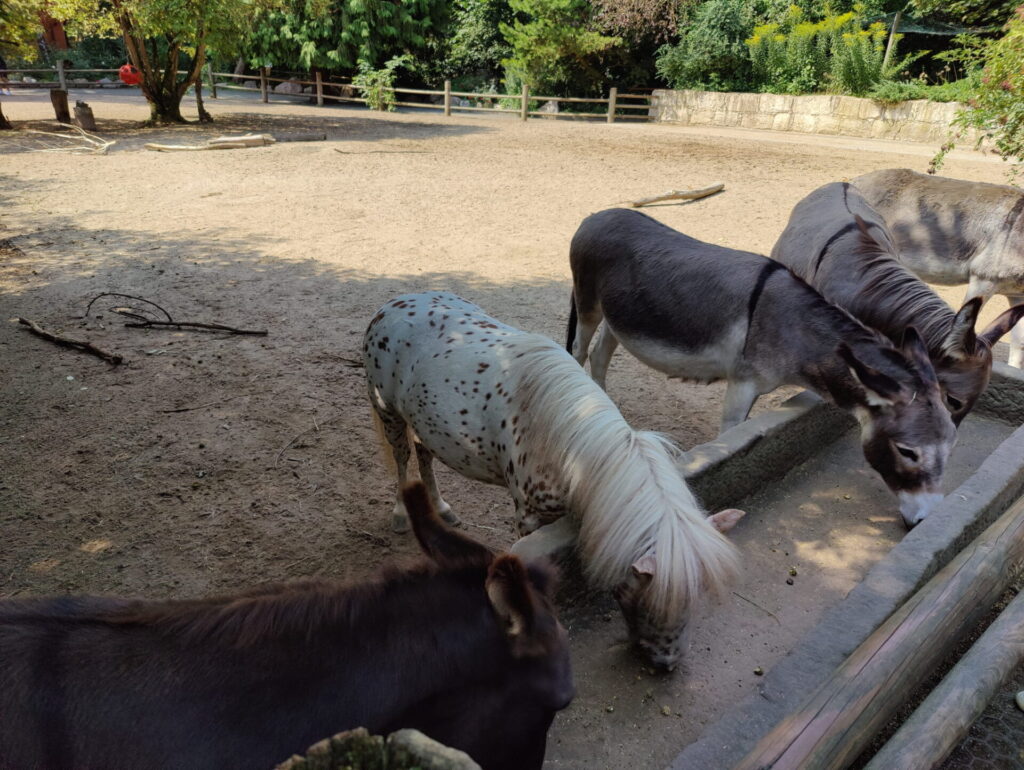 Vor einem Futtertrog stehen 3 gräuliche Esel und ein weißgeflecktes Pony